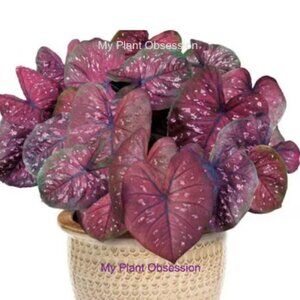 Caladium BULB 'Rain or Shine' for Sun or Shade, Size #2 (3Bulbs)